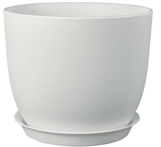 Plant and Flower Pot for rent in San Francisco